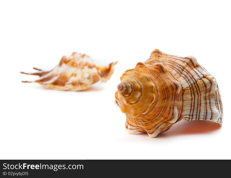 Sea unusual cockleshell on a white background