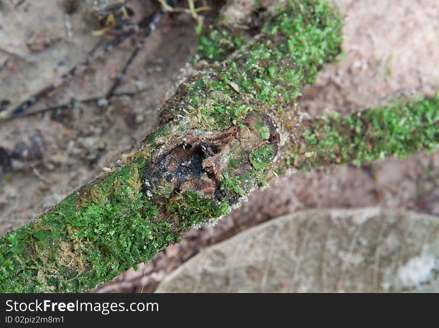 Moss on a root of rubber tree. Moss on a root of rubber tree