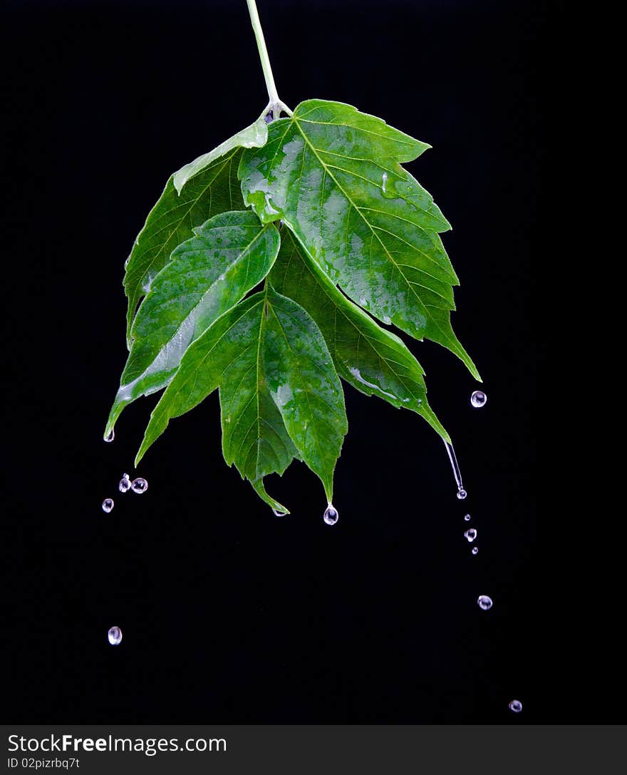 Beautiful green leaf over black background and splash water