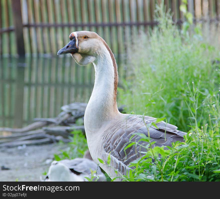 Gray goose ove  abstract background. Nature, wildlife