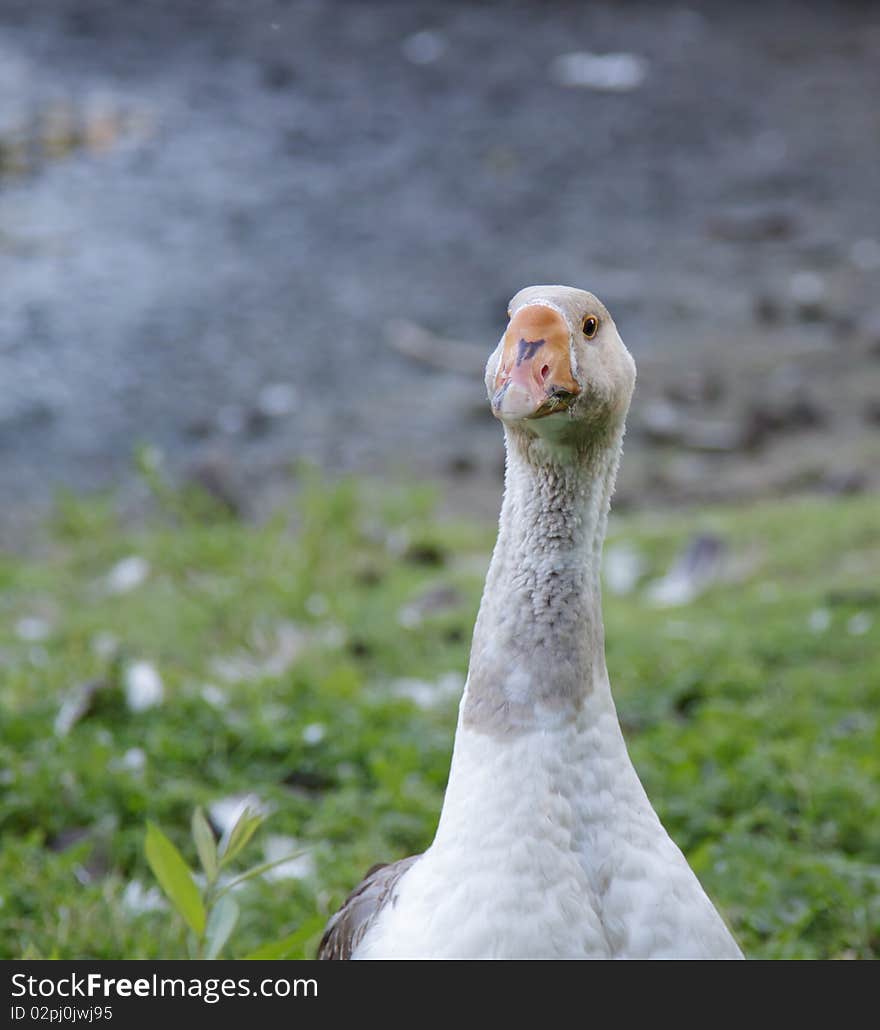 Gray goose ove  abstract background. Nature, wildlife