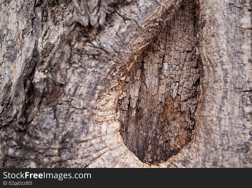 Old tree, dried bark, rough surface