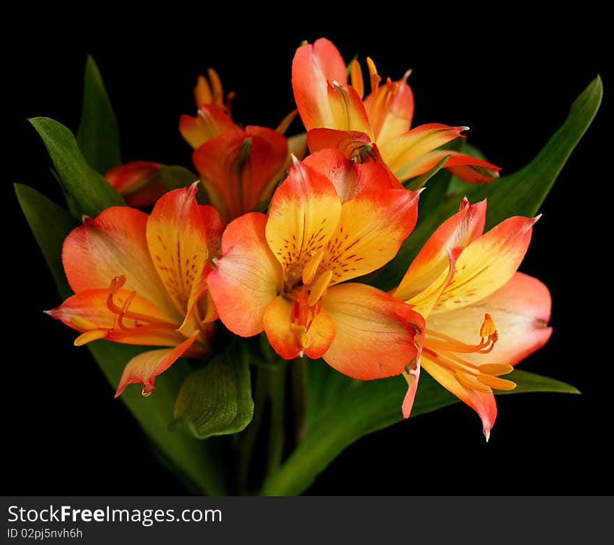 Orange parrot lily flower in bloom with black background.