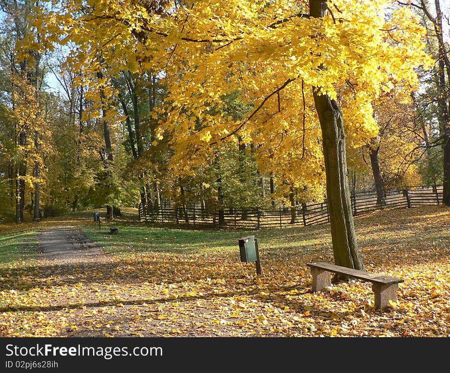 Autumn trees in the yellow glow. Autumn trees in the yellow glow