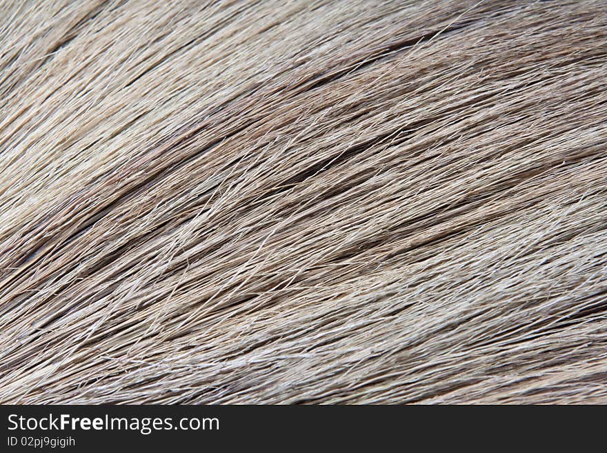 Close-up a Broom. be textured. Close-up a Broom. be textured