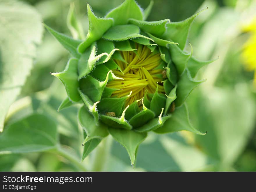 Growing at a dacha outside Moscow sunflower. Growing at a dacha outside Moscow sunflower