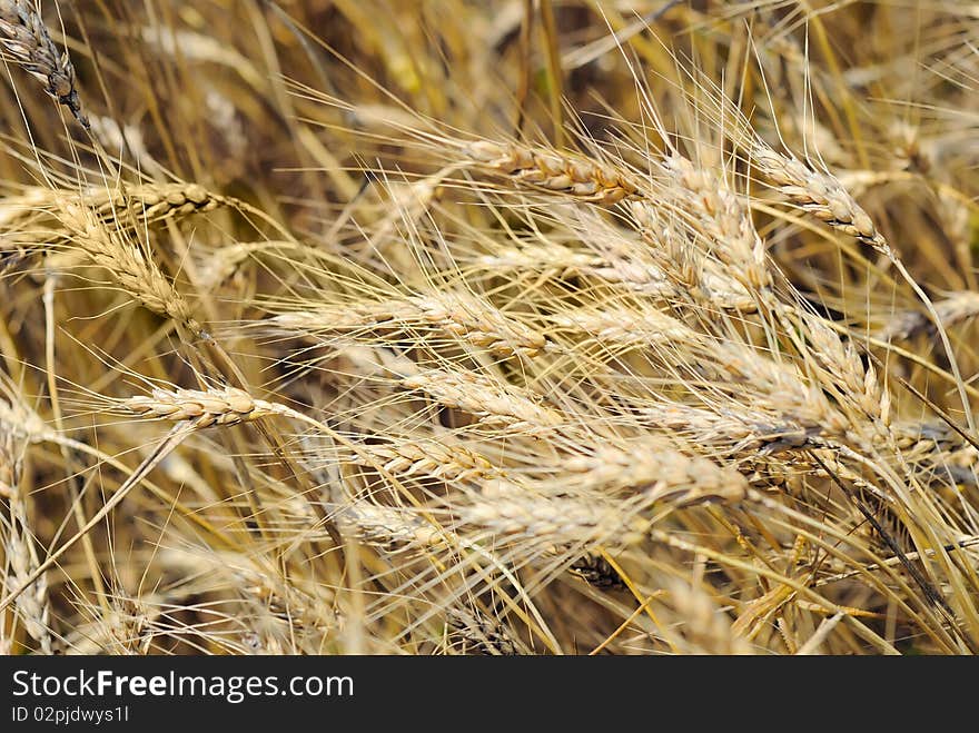 Drought on a wheaten field. Drought on a wheaten field