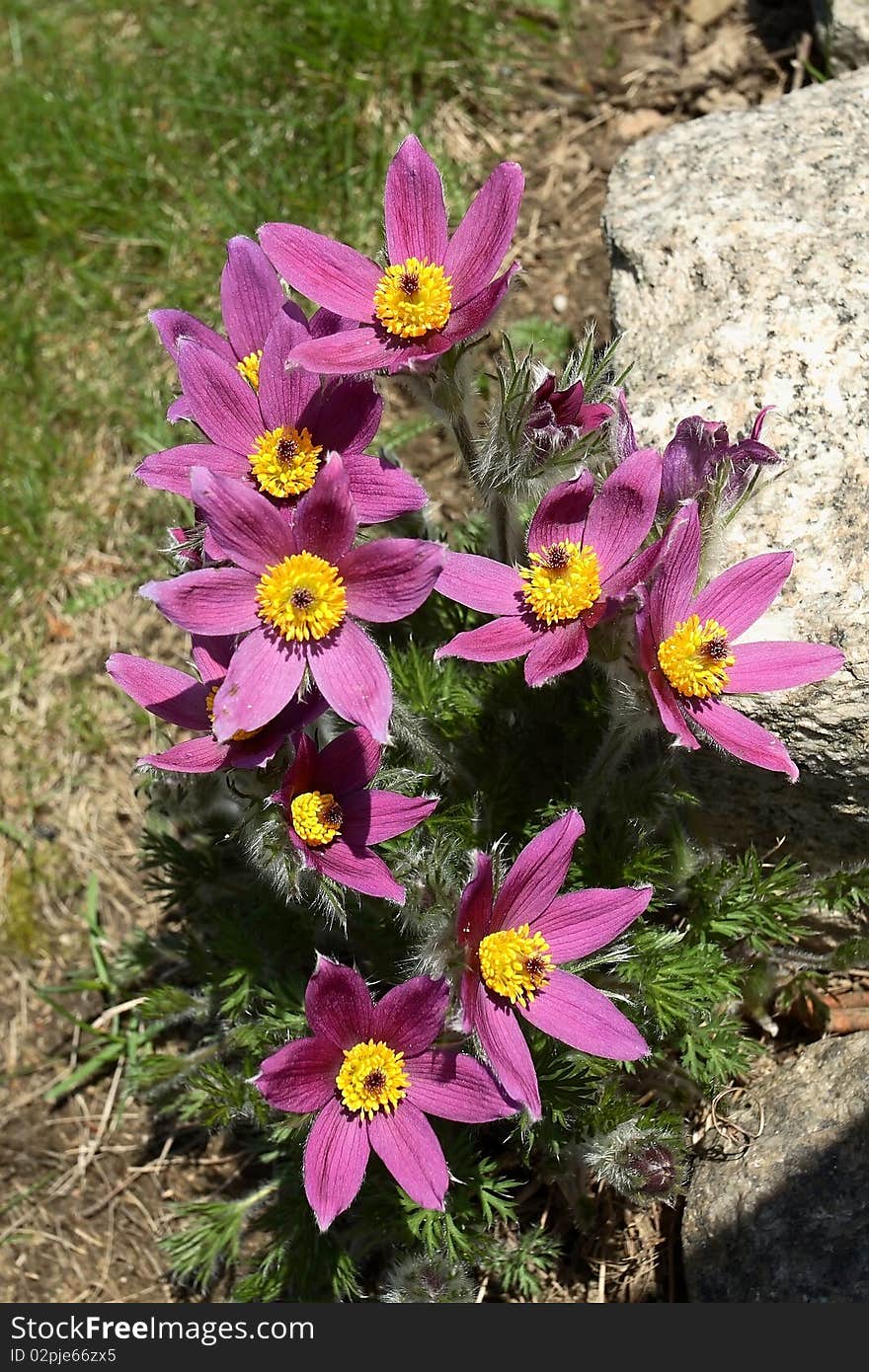 Pasque flowers in the garden