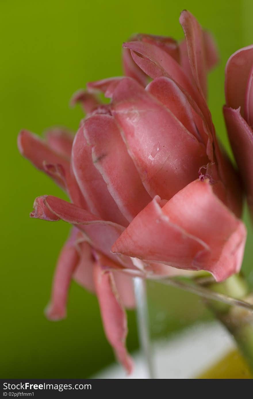 A ginger flower detail blooming. A ginger flower detail blooming