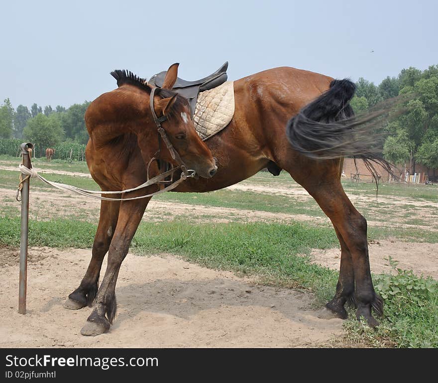 Dancing horse