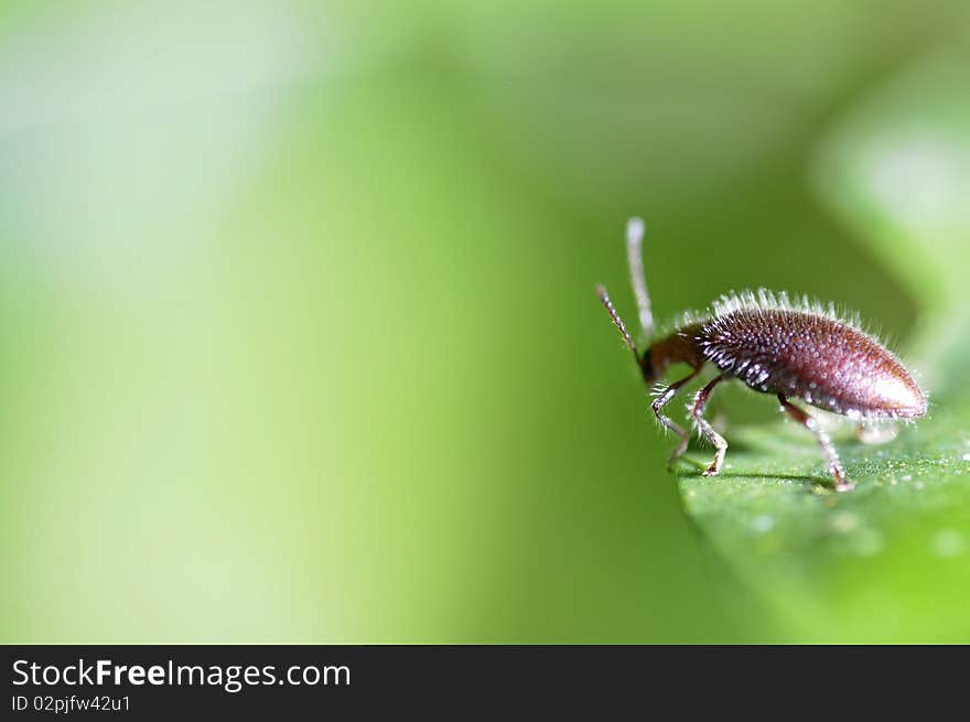 Insect ready to take off