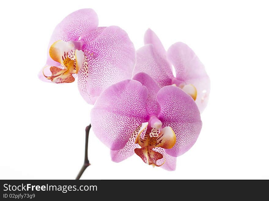 Pink orchid on white bakcground