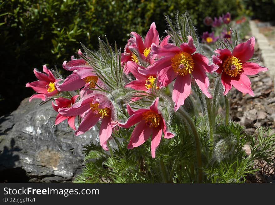 Pasque flowers in the garden