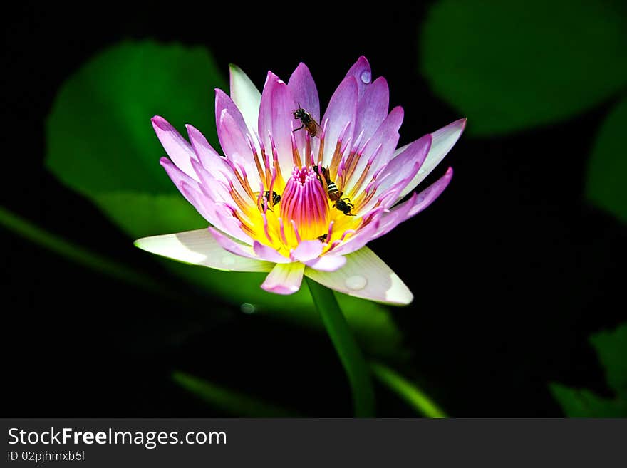 The lotus is purple color