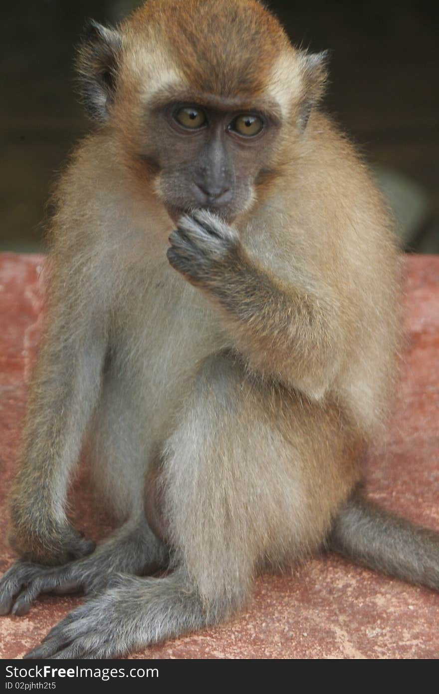 Young long tailed Macaque on a malyasian island. Young long tailed Macaque on a malyasian island