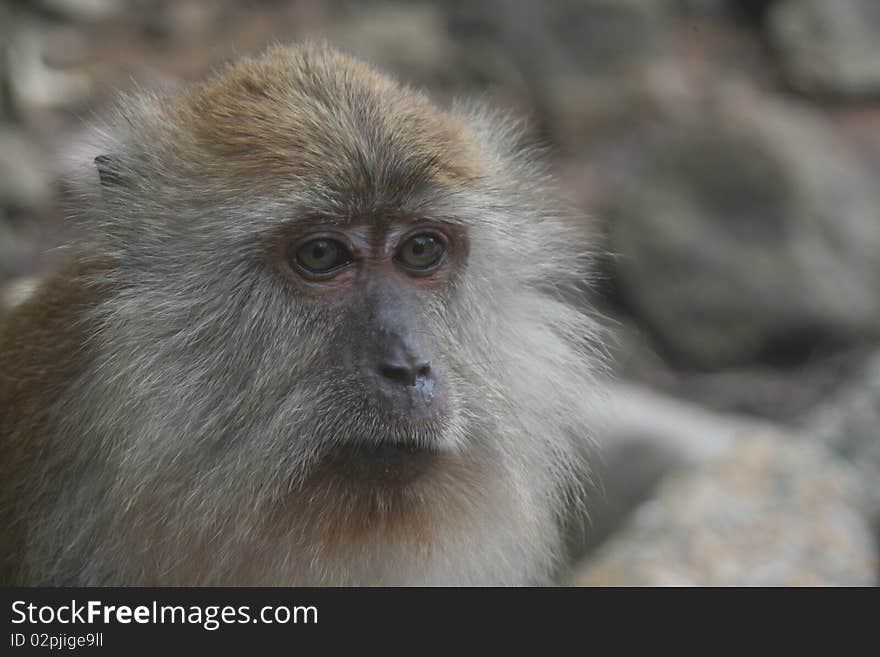 Long tailed Macaque