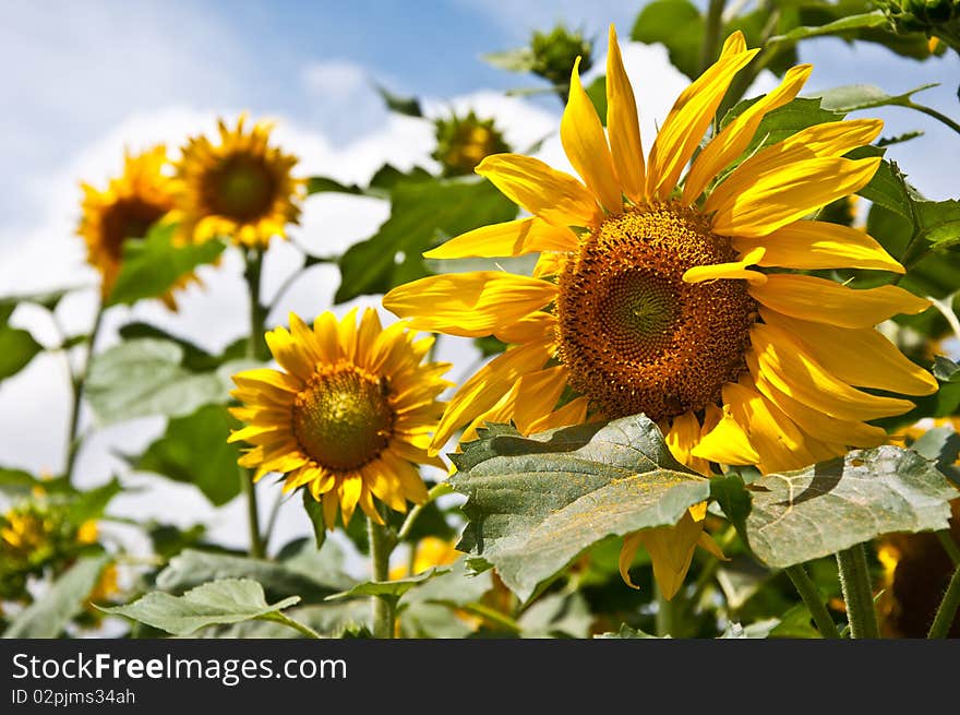 Sunflowers