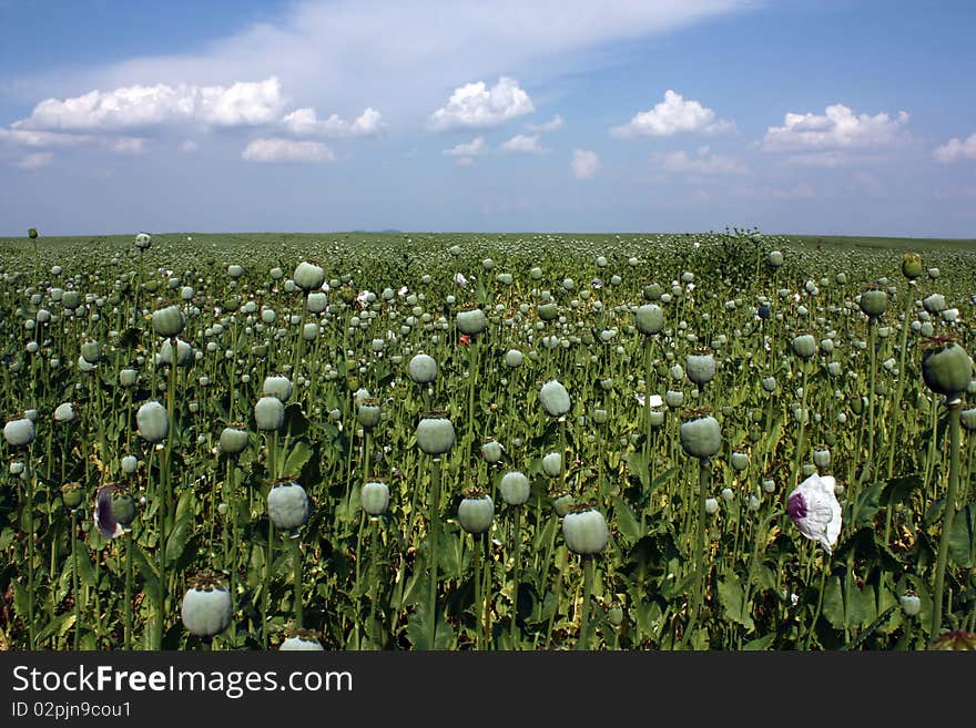 Field of poppy in Europe