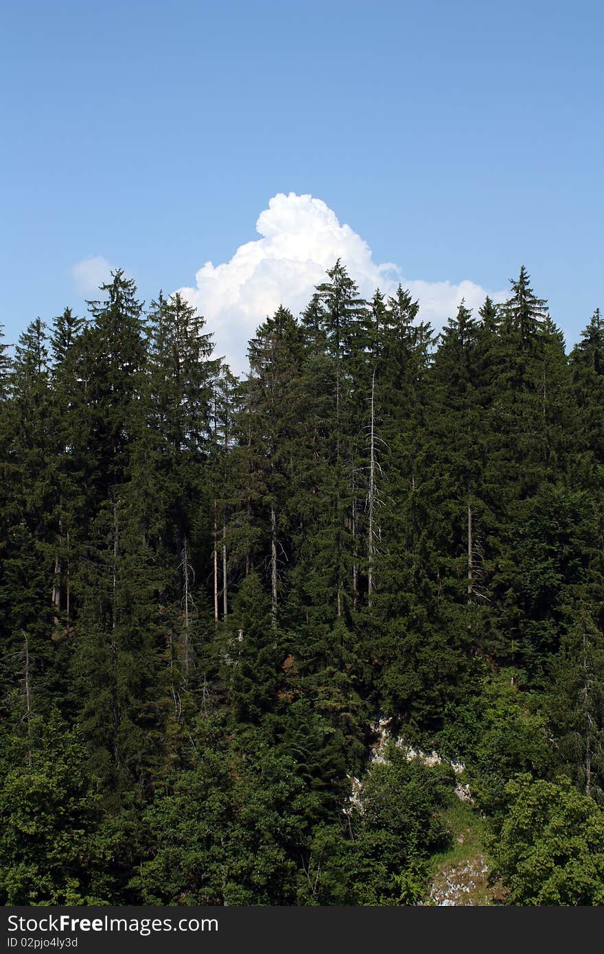 Forest with high trees and clouds on the border