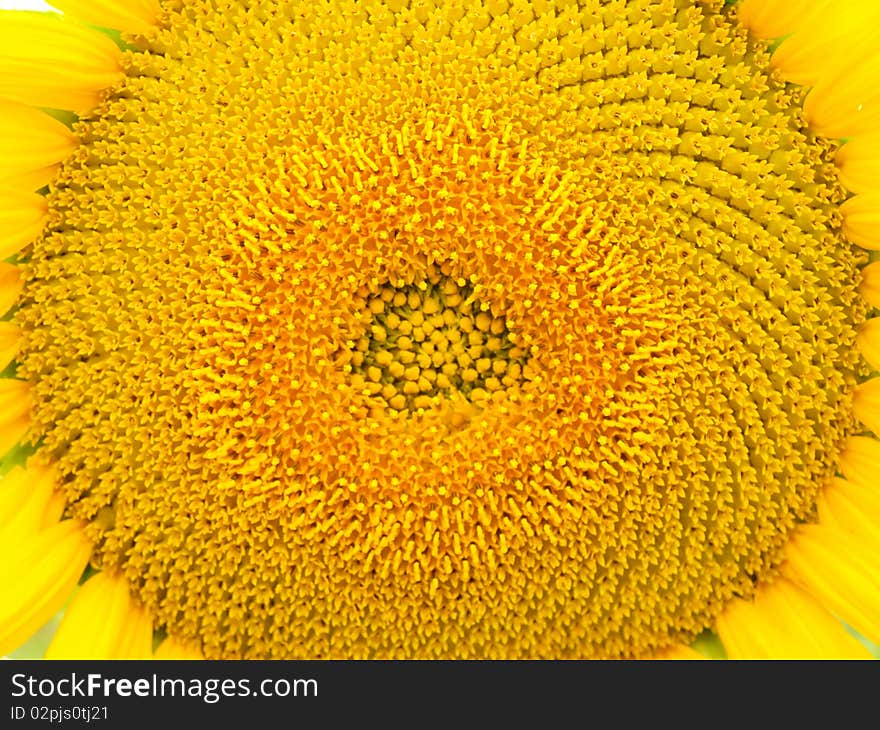 Sunflower