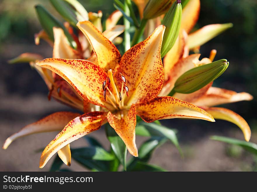 Close-red Flower