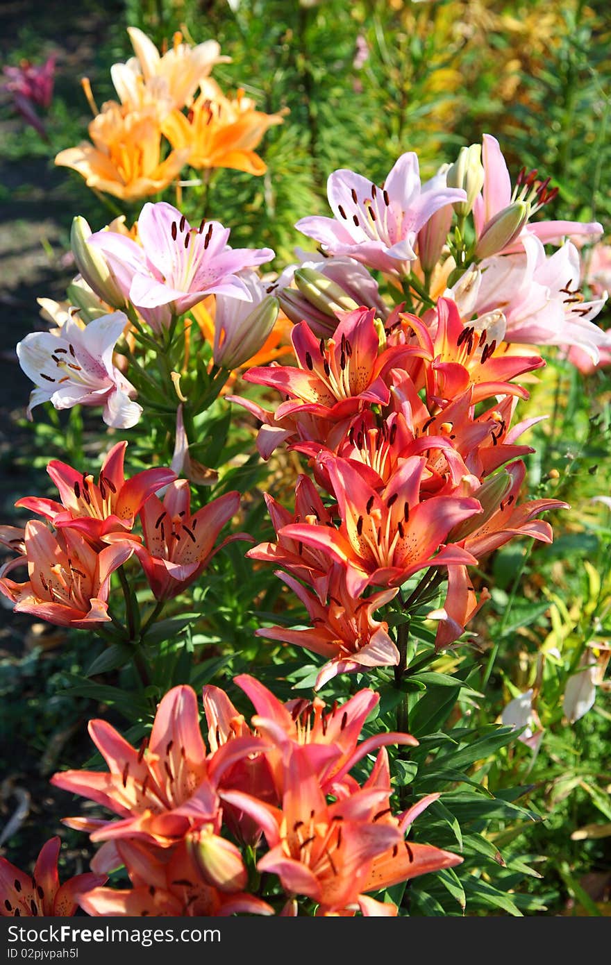 Beautiful flowers in the garden. Beautiful flowers in the garden