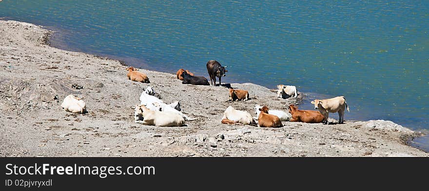 Cows watering