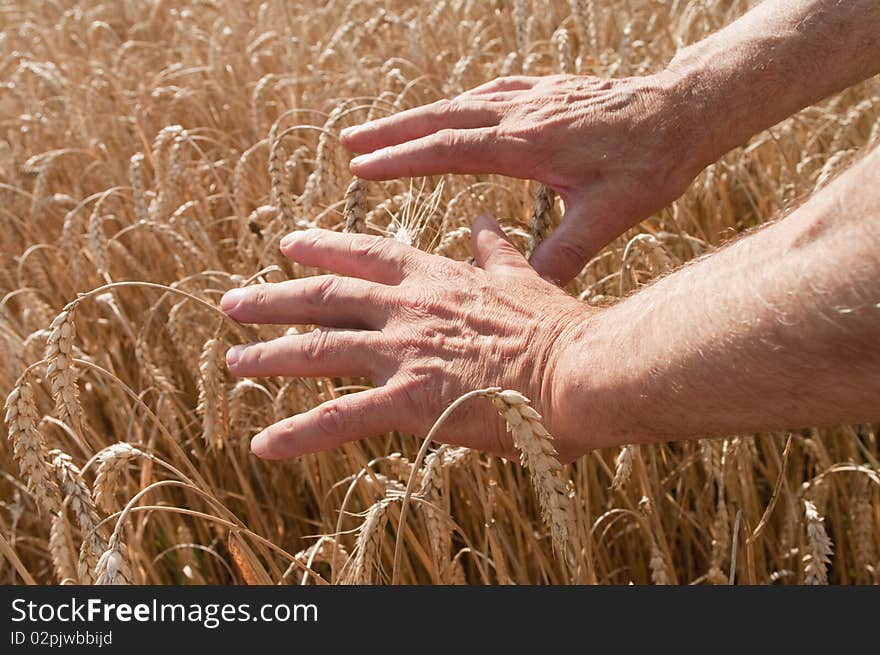 Ears of wheat in the hands of