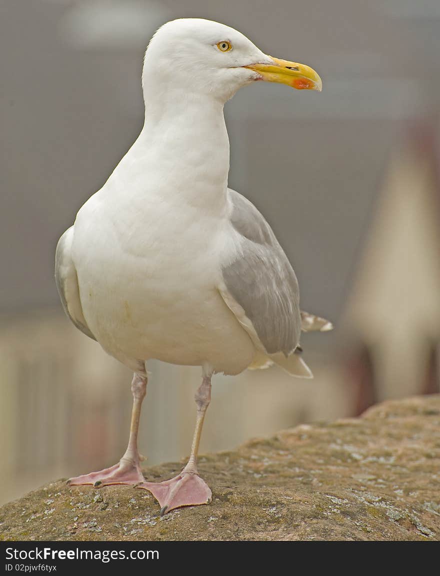 Seagull Portrait.