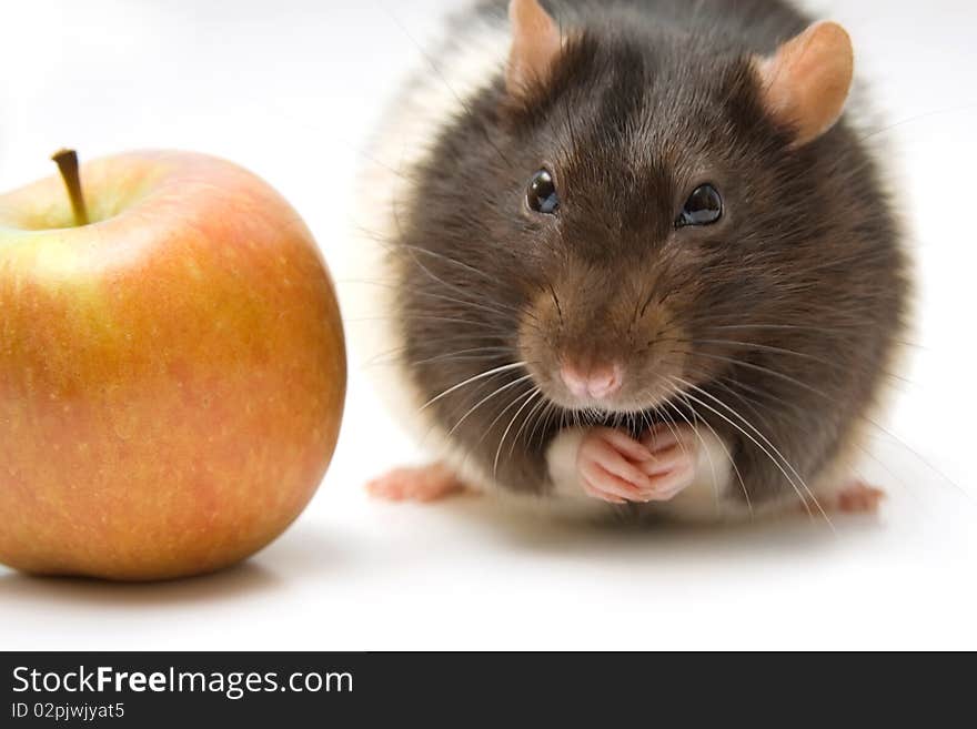 Home rat with yellow apple isolated on white. Home rat with yellow apple isolated on white