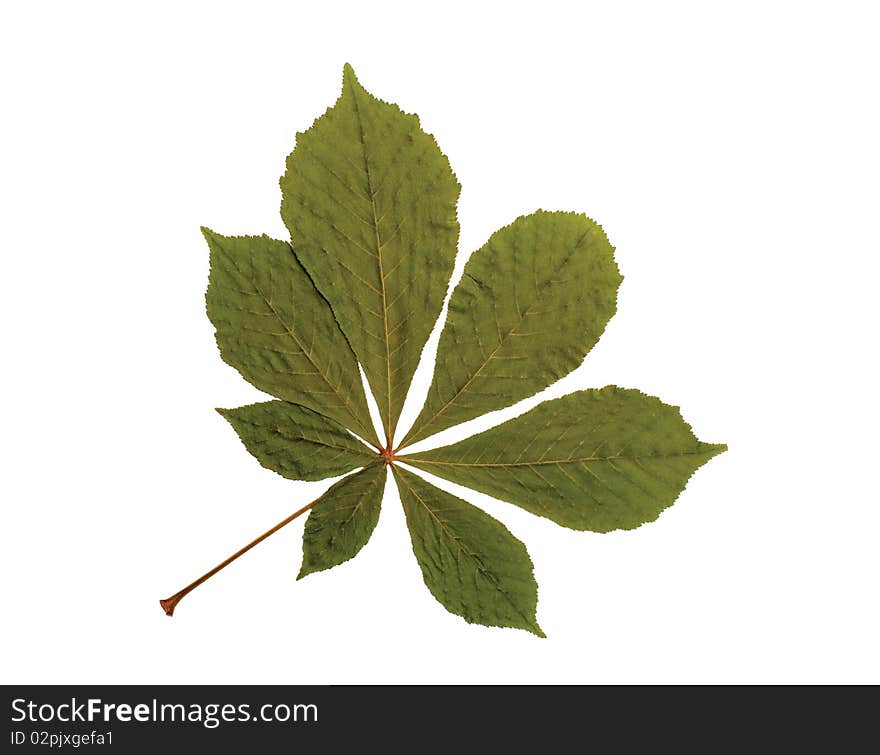 Leaf on a white background