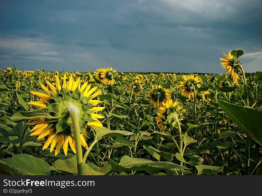 Sunflower field