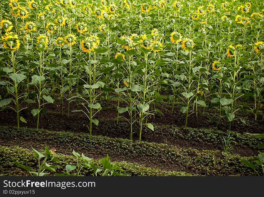 Sunflower field