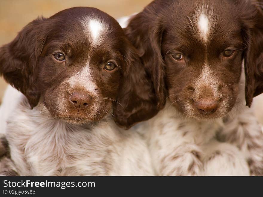 Happy dogs