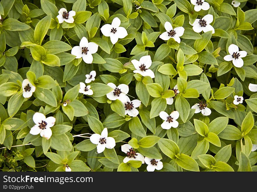 Beautiful Wild Flowers In Forest