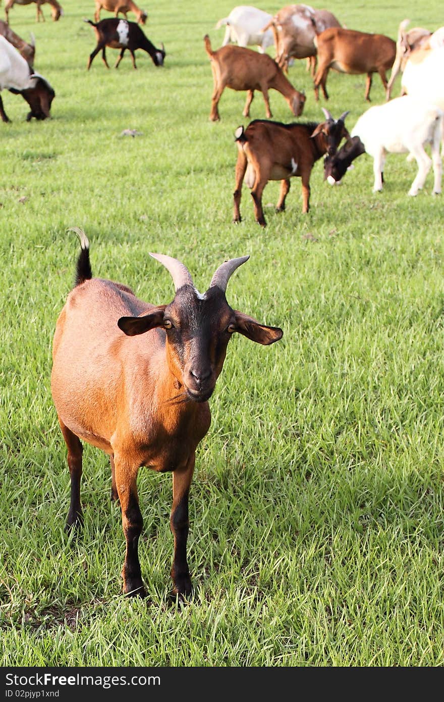 Goats On Natural Summer Meadow