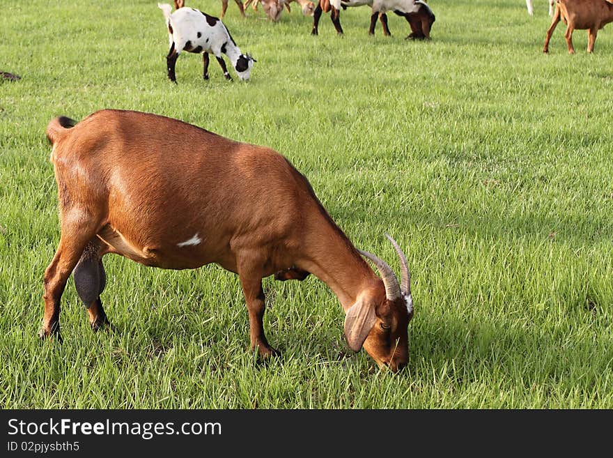 Goats on natural summer meadow