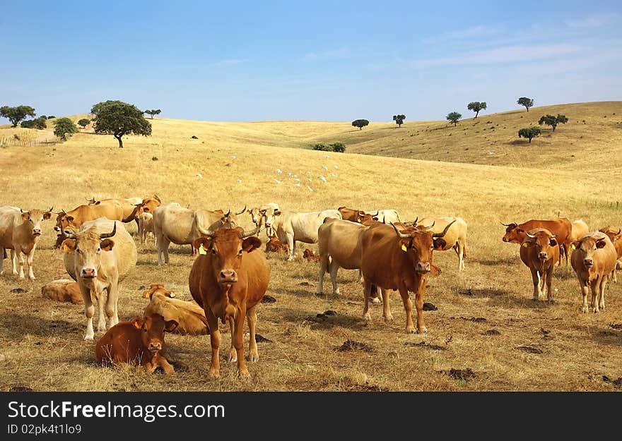 Cows in alentejo field, south of Portugal. Cows in alentejo field, south of Portugal.