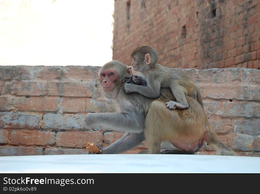 This pic taken in Vrindavan, India shows an alert mother monkey with her baby on her back. This pic taken in Vrindavan, India shows an alert mother monkey with her baby on her back.