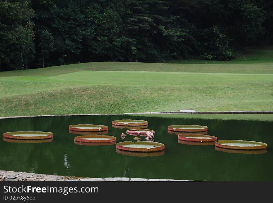 Landscape with pond and floating lotus leaves