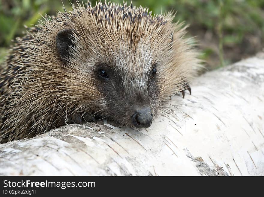 Hedgehog on a walk in the woods