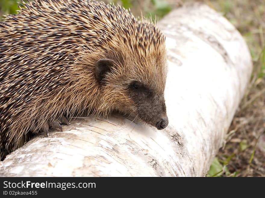 Hedgehog on a walk in the woods