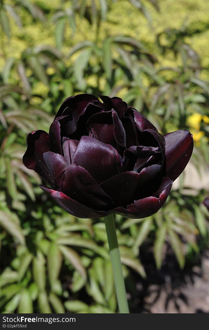 Tulip