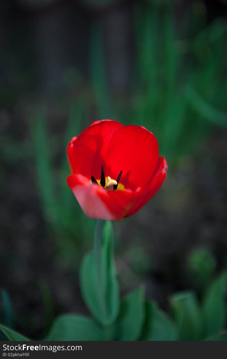 Red tulip with sharp stamens and pistil. Red tulip with sharp stamens and pistil