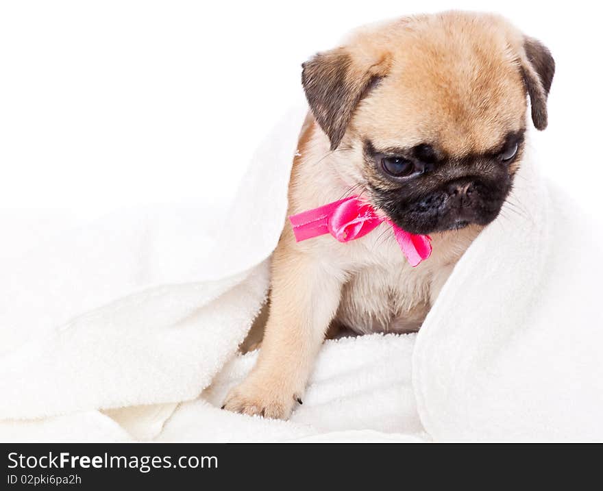 Puppy Of Pug In Towel