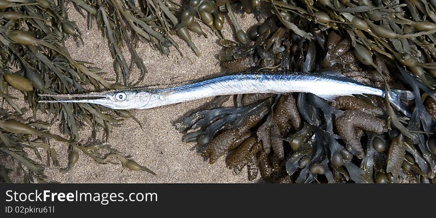 A Garfish washed up on the sandy beach. A Garfish washed up on the sandy beach