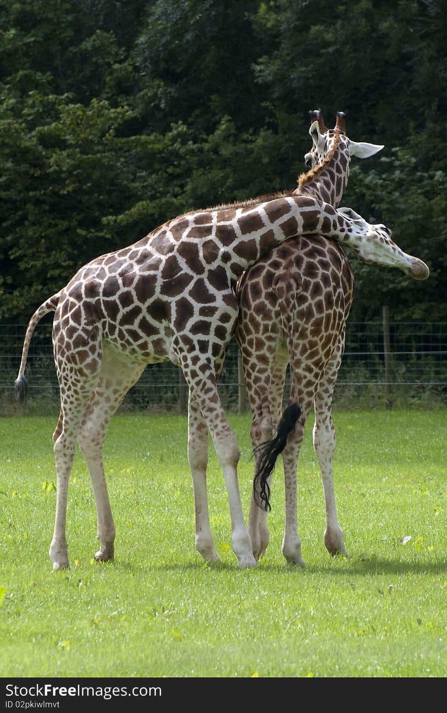 Giraffes At Folly Farm