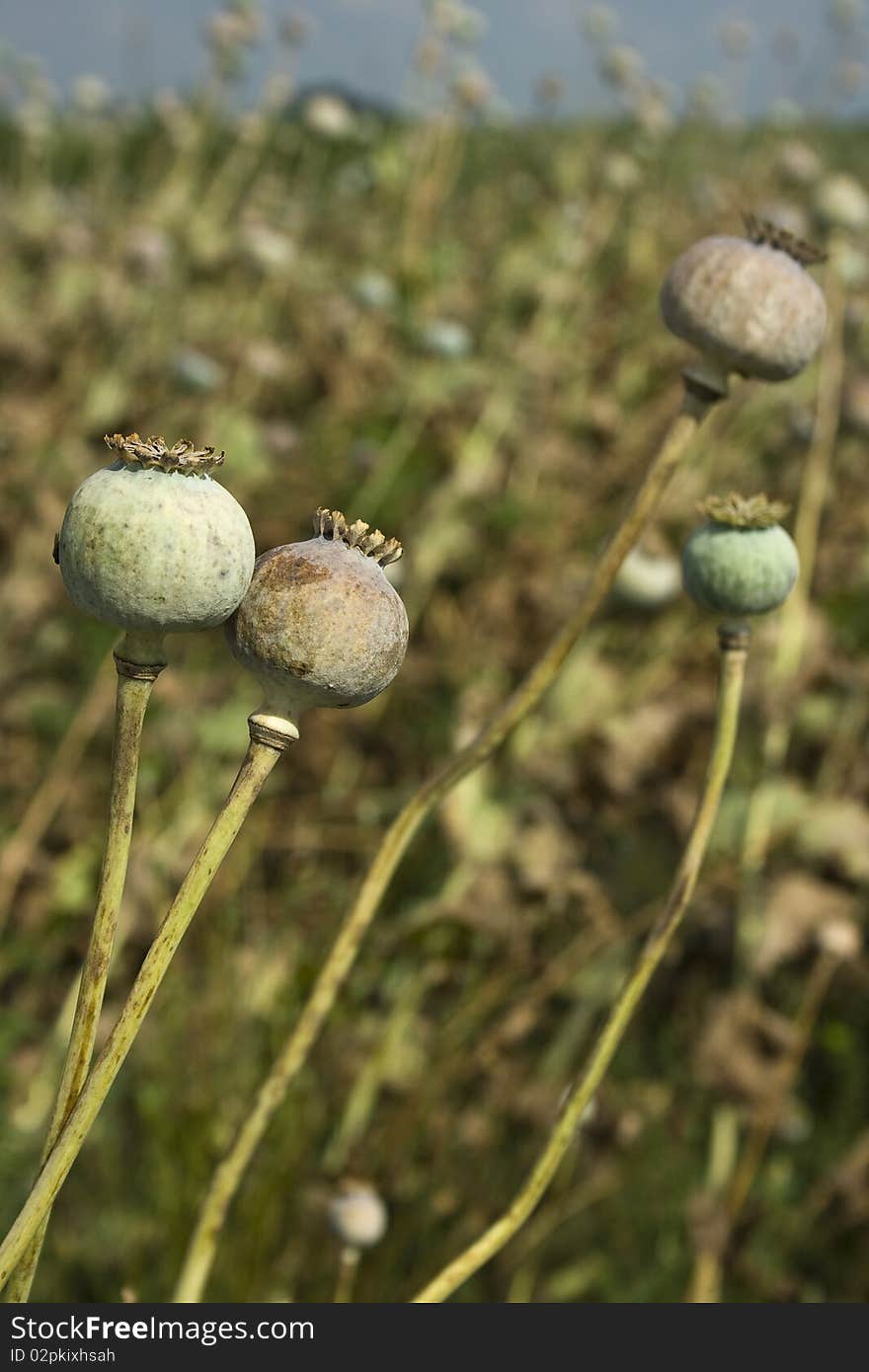 Poppy field with ripe poppies.