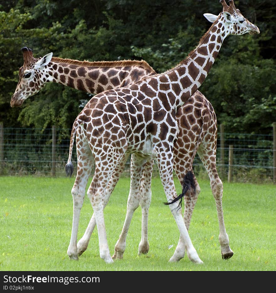 Giraffes at Folly farm