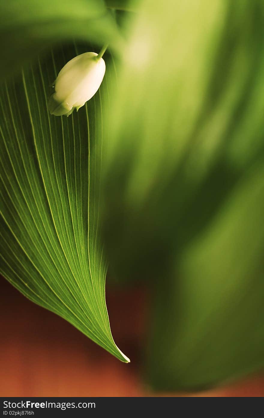 Single flower of Polygonatum odoratum. Single flower of Polygonatum odoratum